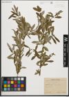 Foto von Salix purpurea L.